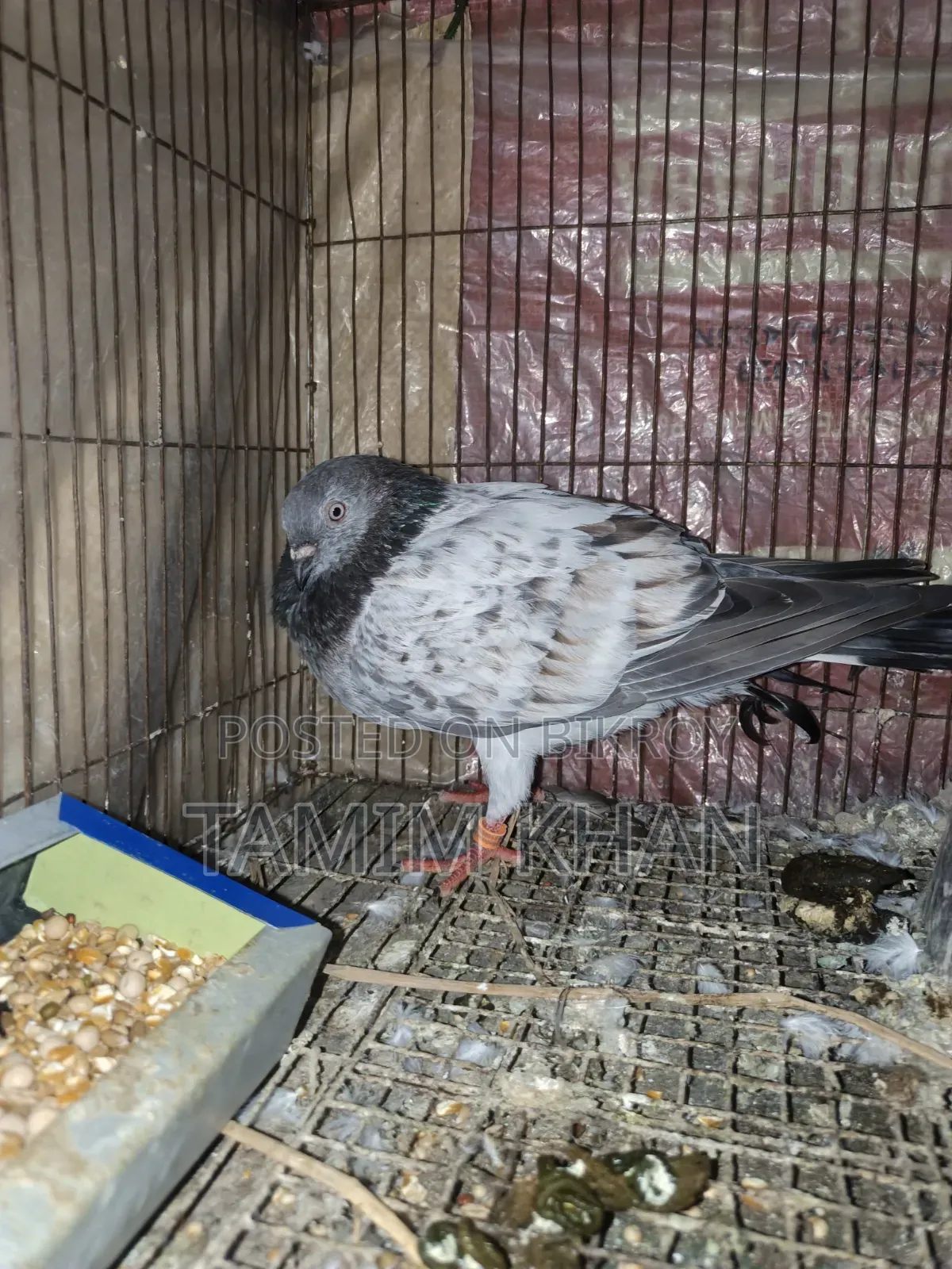 Some pigeons will be sold