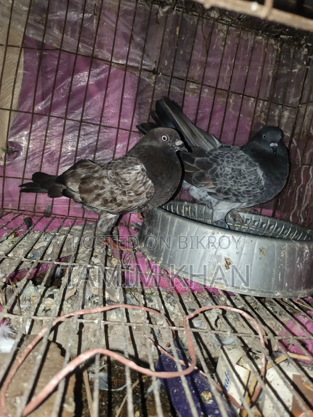 Some pigeons will be sold