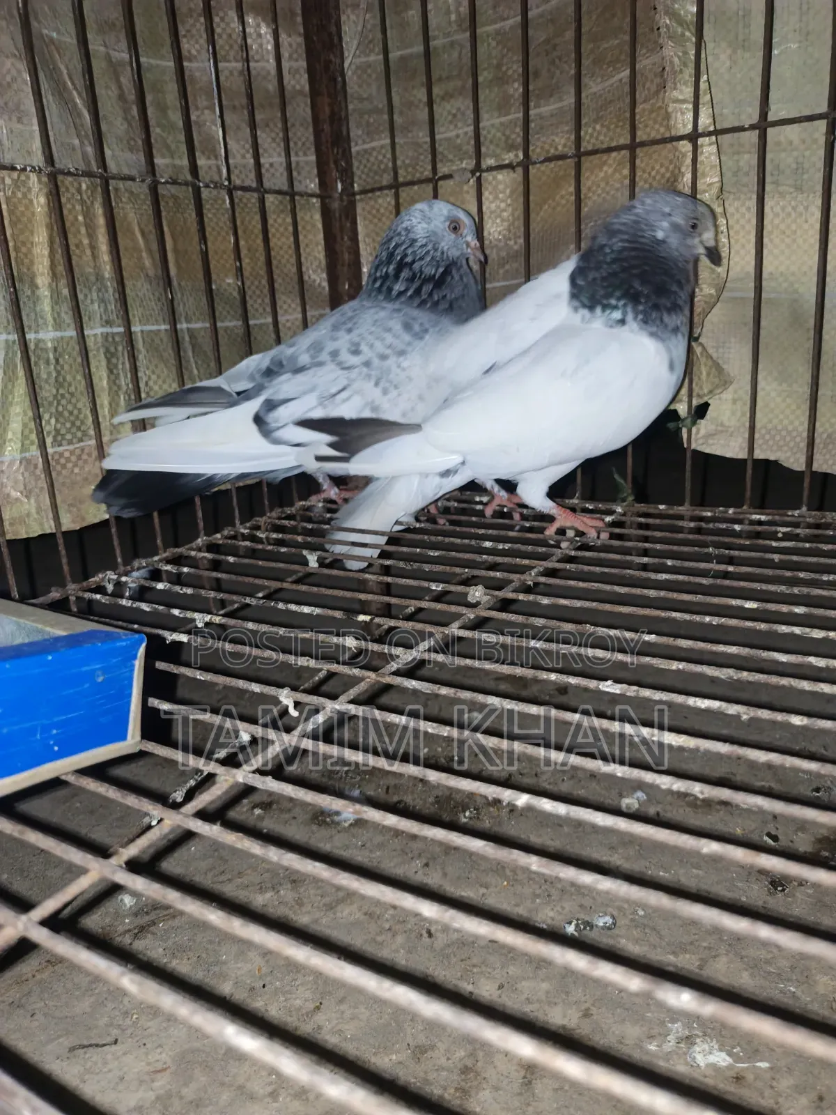 Some pigeons will be sold