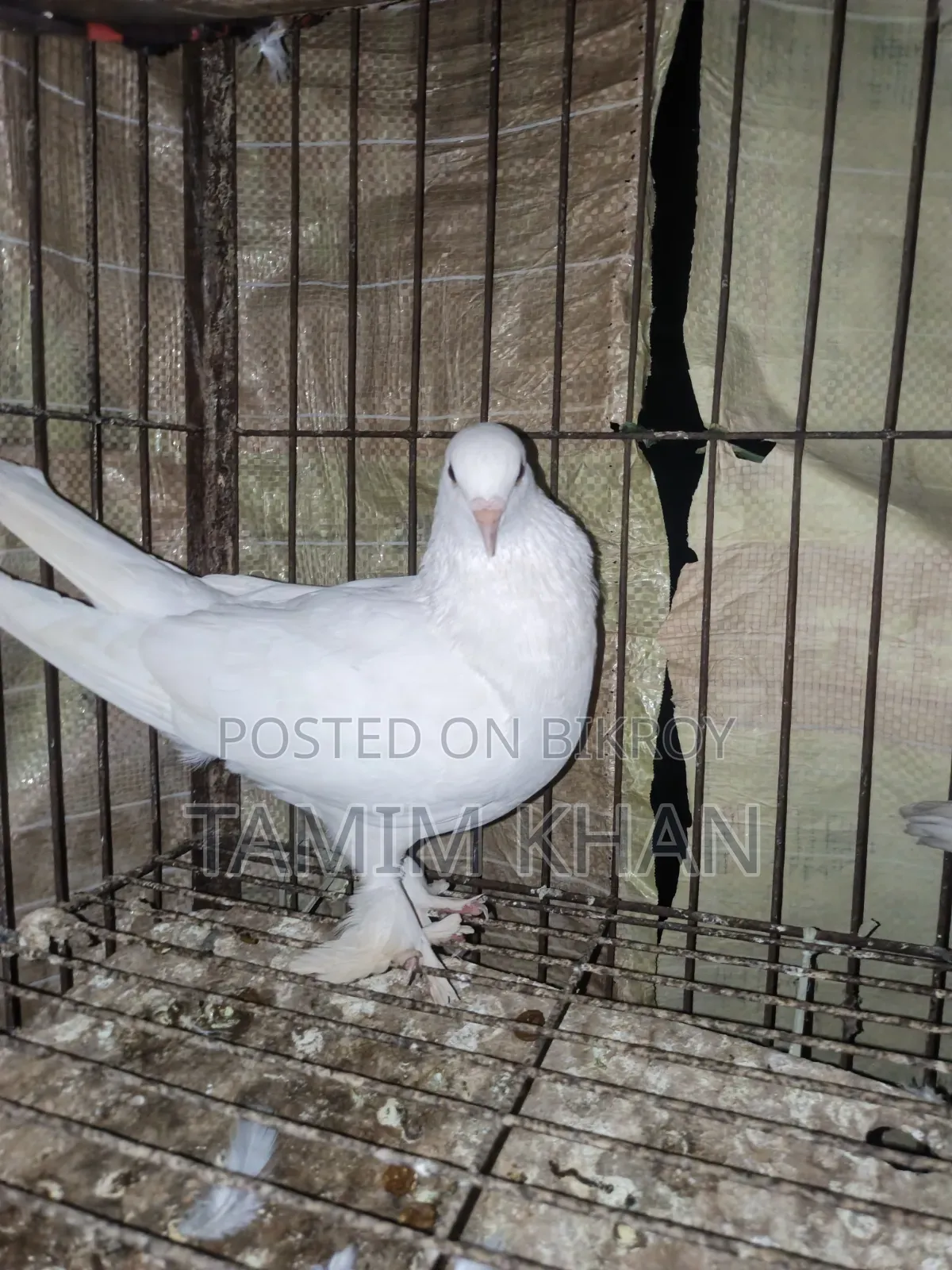 Some pigeons will be sold