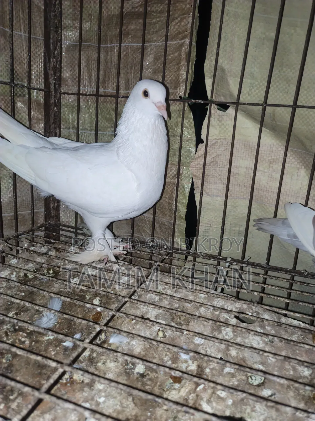 Some pigeons will be sold