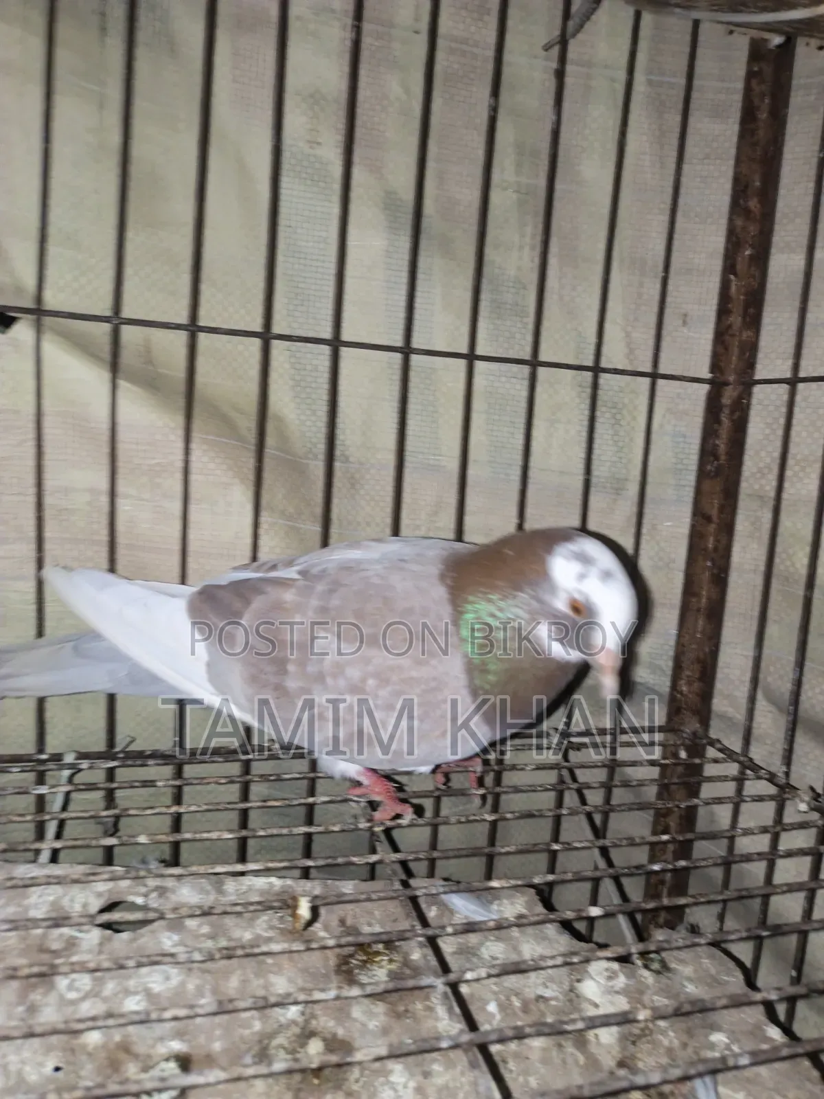 Some pigeons will be sold