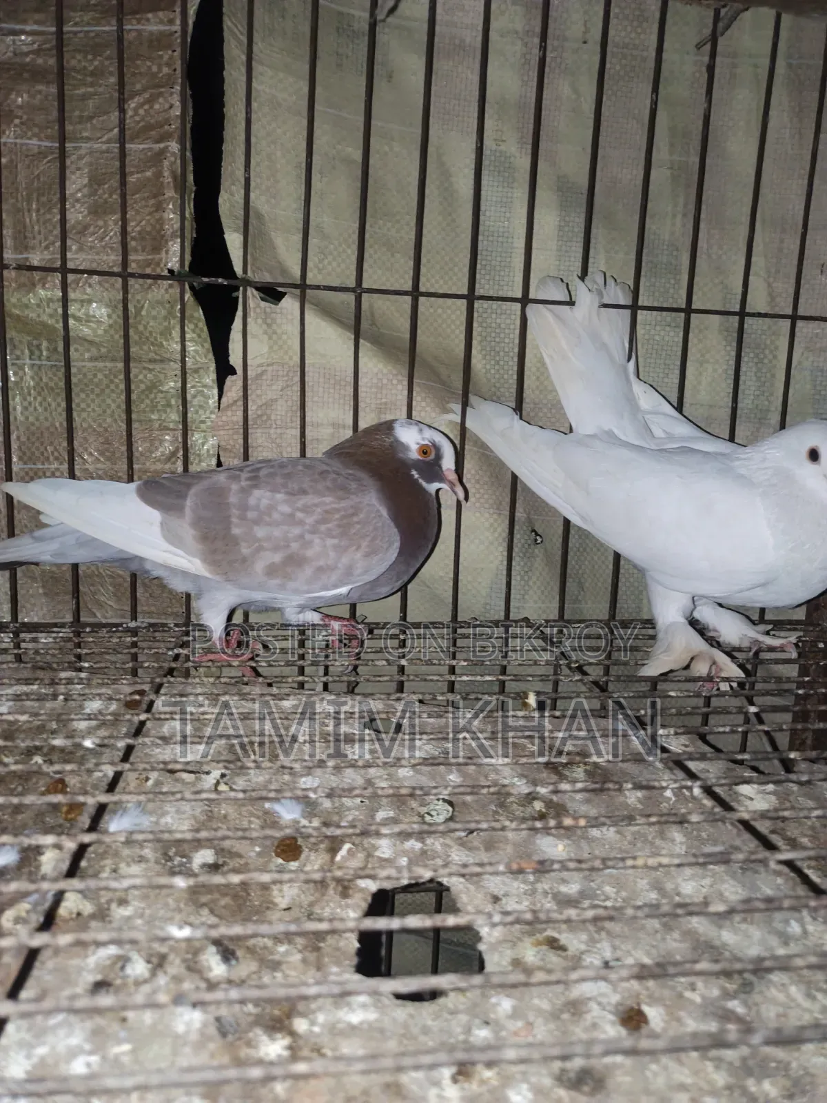 Some pigeons will be sold