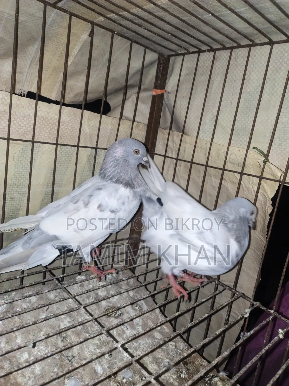Some pigeons will be sold