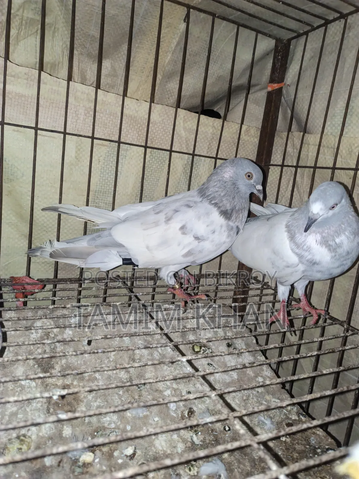 Some pigeons will be sold