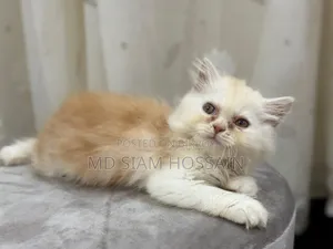 1-3 months Female Purebred Persian