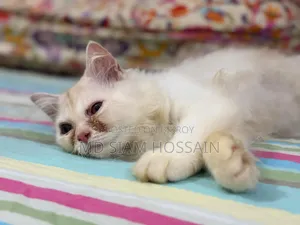 1-3 months Female Purebred Persian