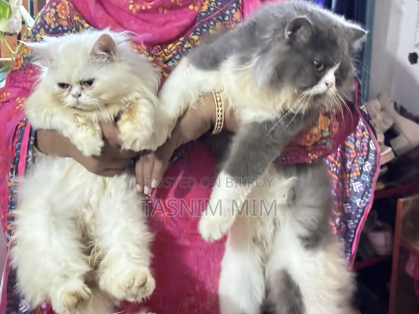 1+ year Female Purebred Persian