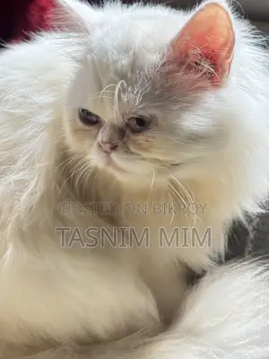1+ year Female Purebred Persian