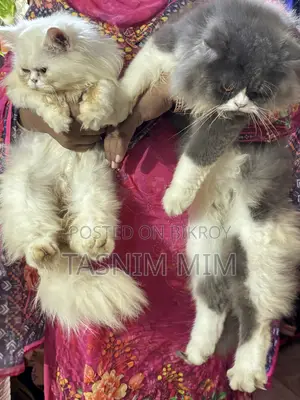 1+ year Female Purebred Persian