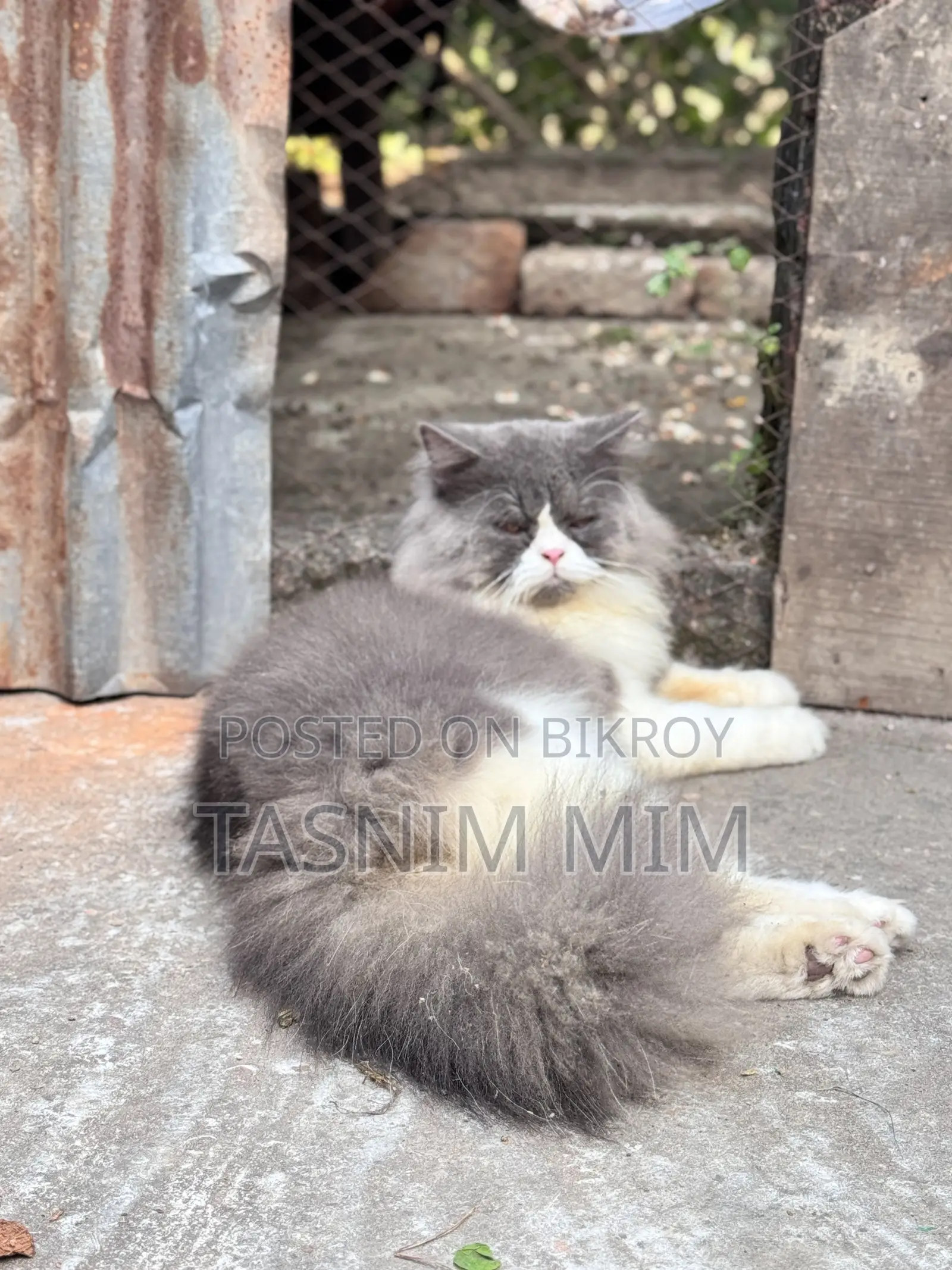 1+ year Female Purebred Persian