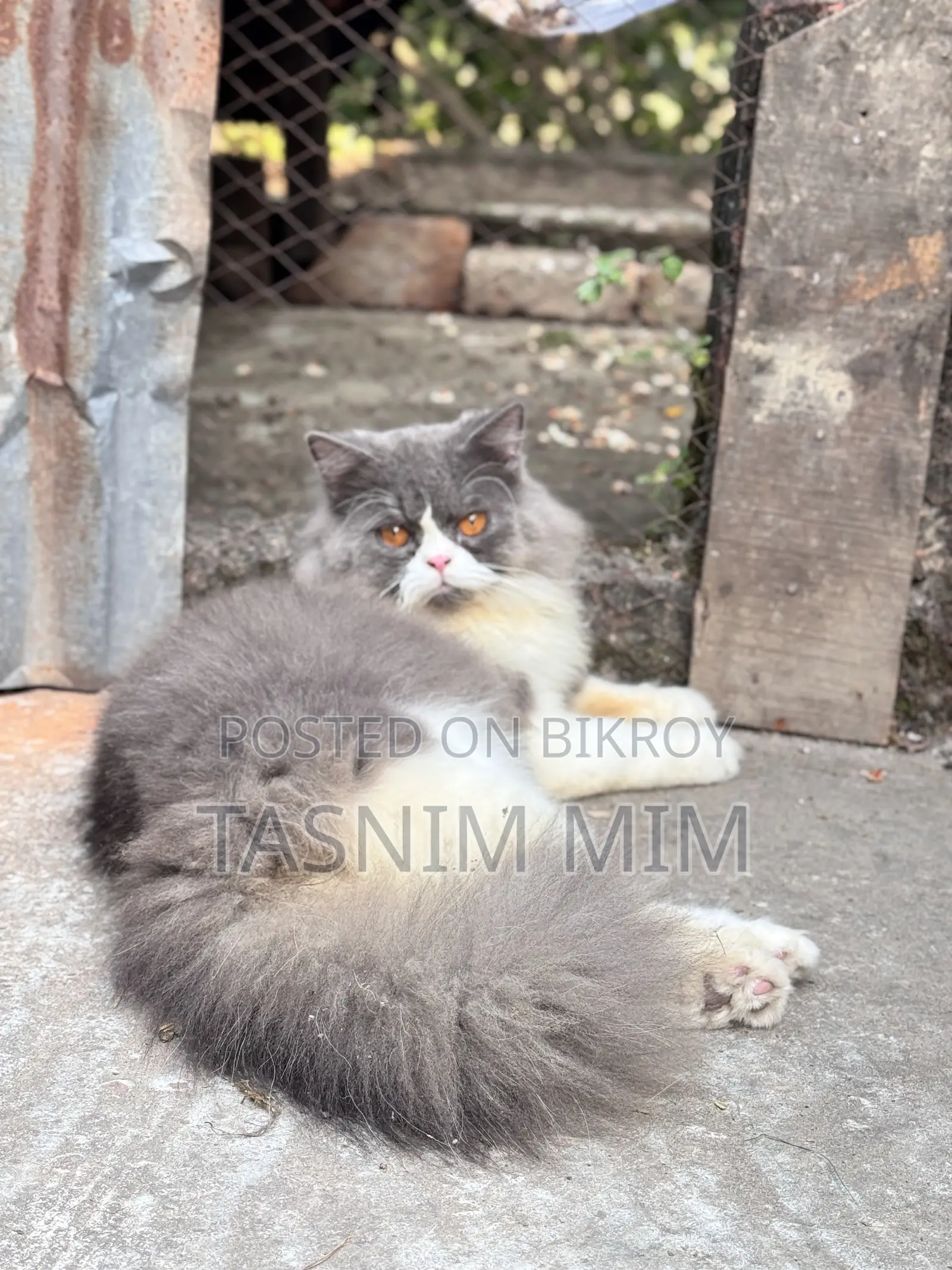 1+ year Female Purebred Persian