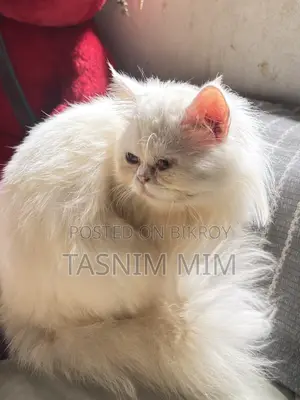 1+ year Female Purebred Persian