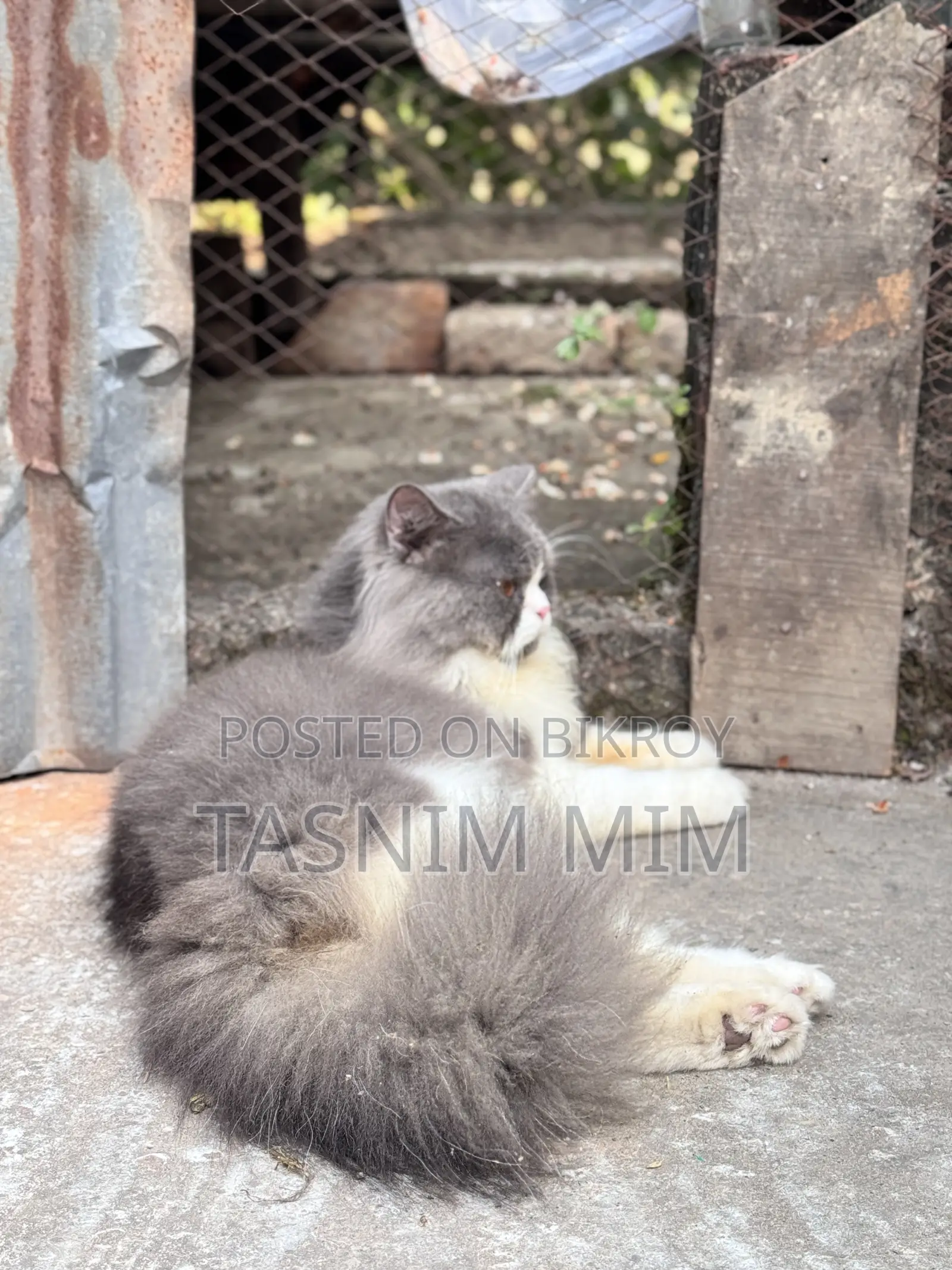 1+ year Female Purebred Persian