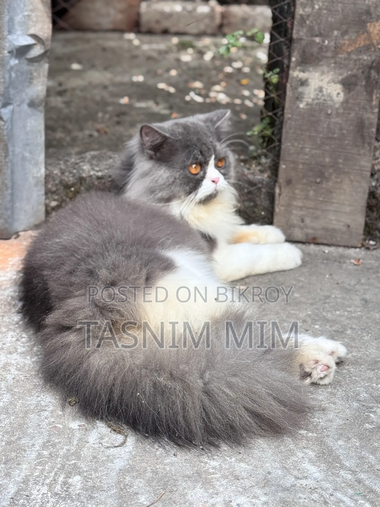 1+ year Female Purebred Persian