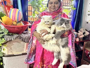 1+ year Female Purebred Persian