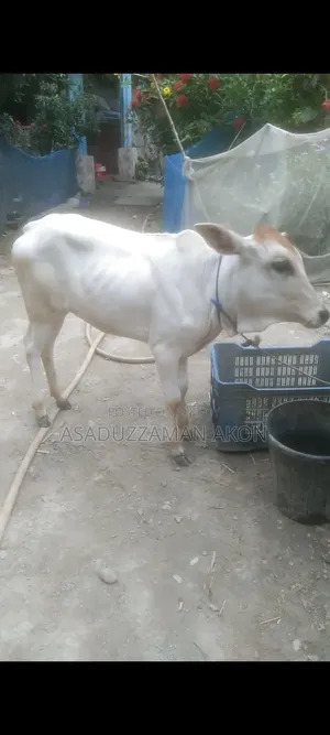 A Local Heifer Calf for Sale