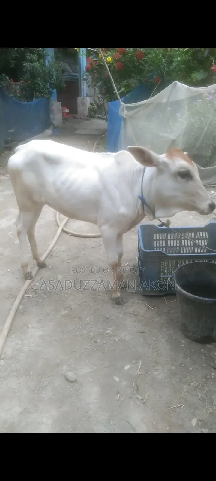 A Local Heifer Calf for Sale