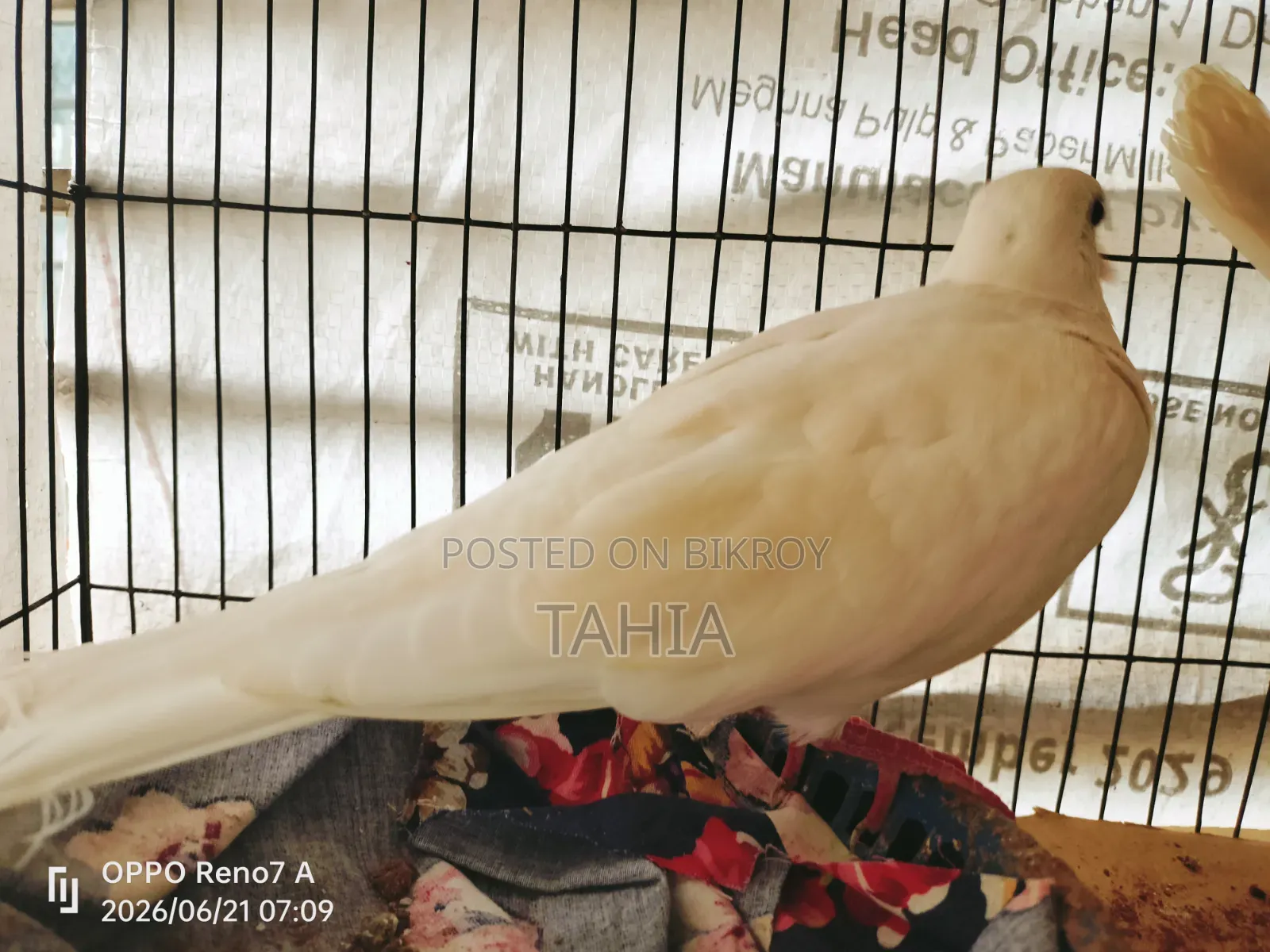 সম্পূর্ণ প্রাপ্তবয়স্ক সাদা ঘুঘু