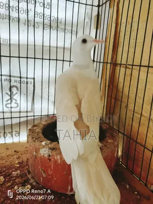 সম্পূর্ণ প্রাপ্তবয়স্ক সাদা ঘুঘু