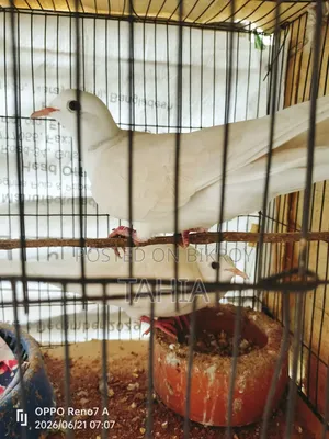 সম্পূর্ণ প্রাপ্তবয়স্ক সাদা ঘুঘু