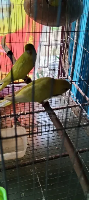1000/- Yellow Red Eye Loteno Bajigar
