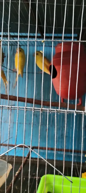 1000/- Yellow Red Eye Loteno Bajigar