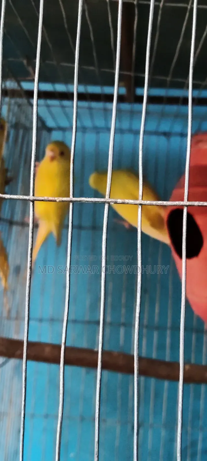 1000/- Yellow Red Eye Loteno Bajigar