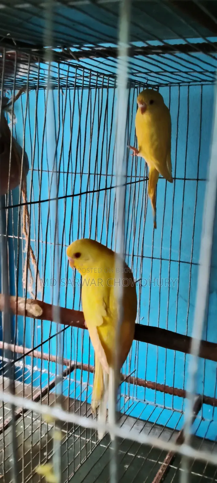 1000/- Yellow Red Eye Loteno Bajigar