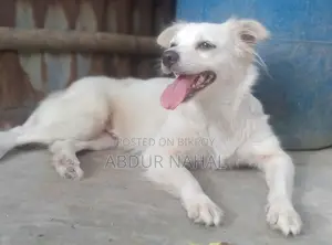 1-3 Months Female Purebred Japanese Spitz