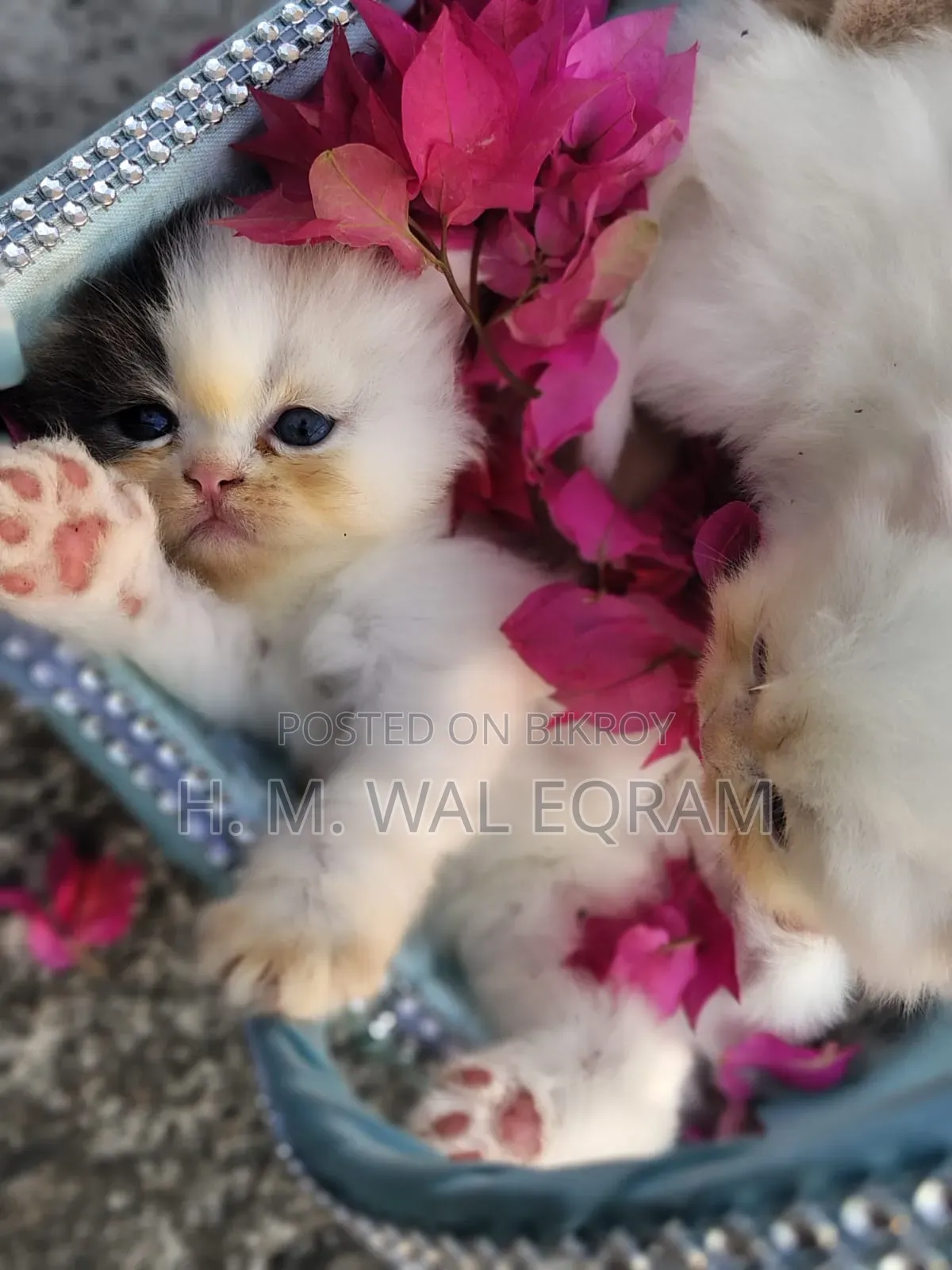 1-3 Months Female Purebred Exotic