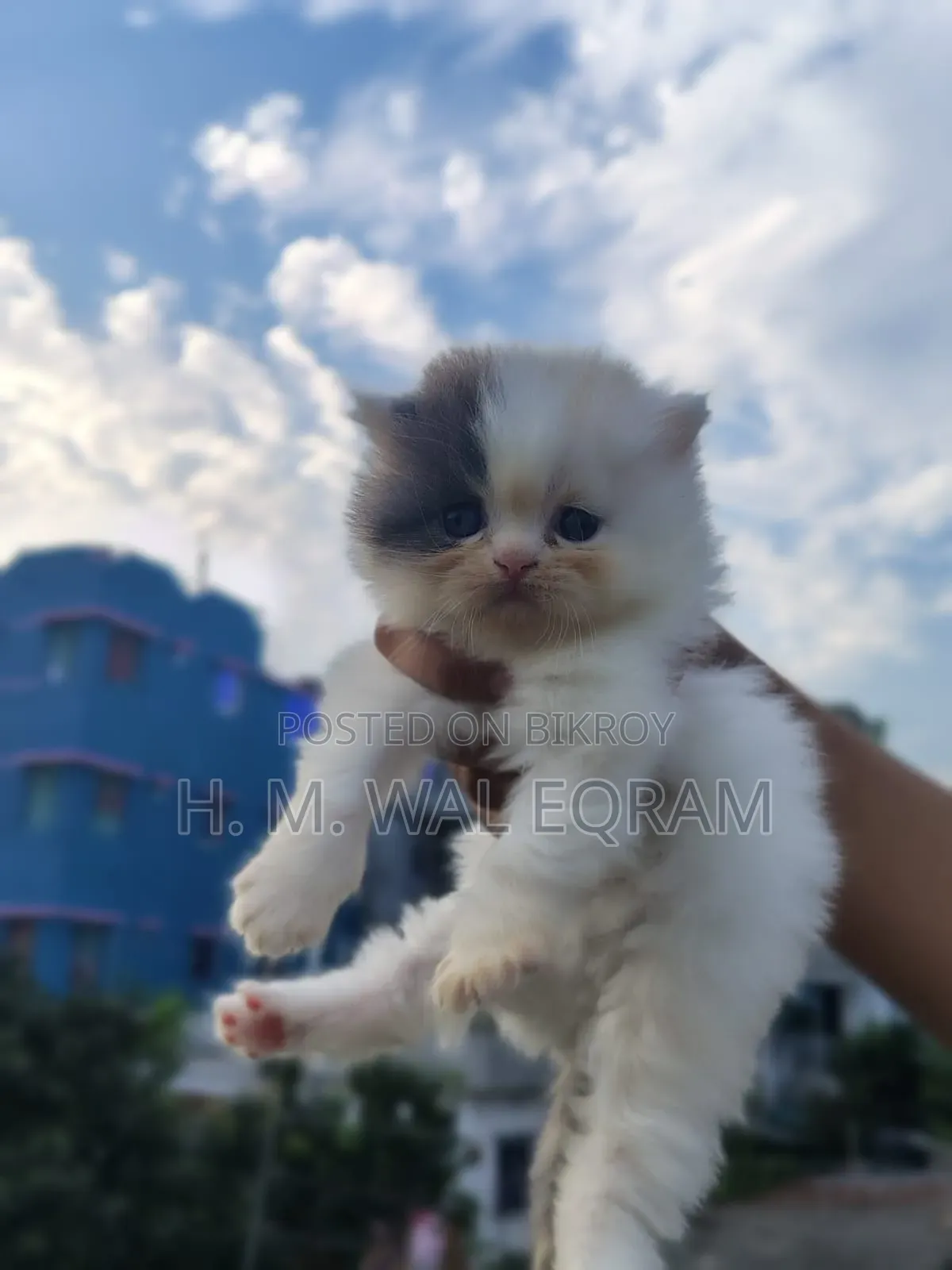 1-3 Months Female Purebred Exotic