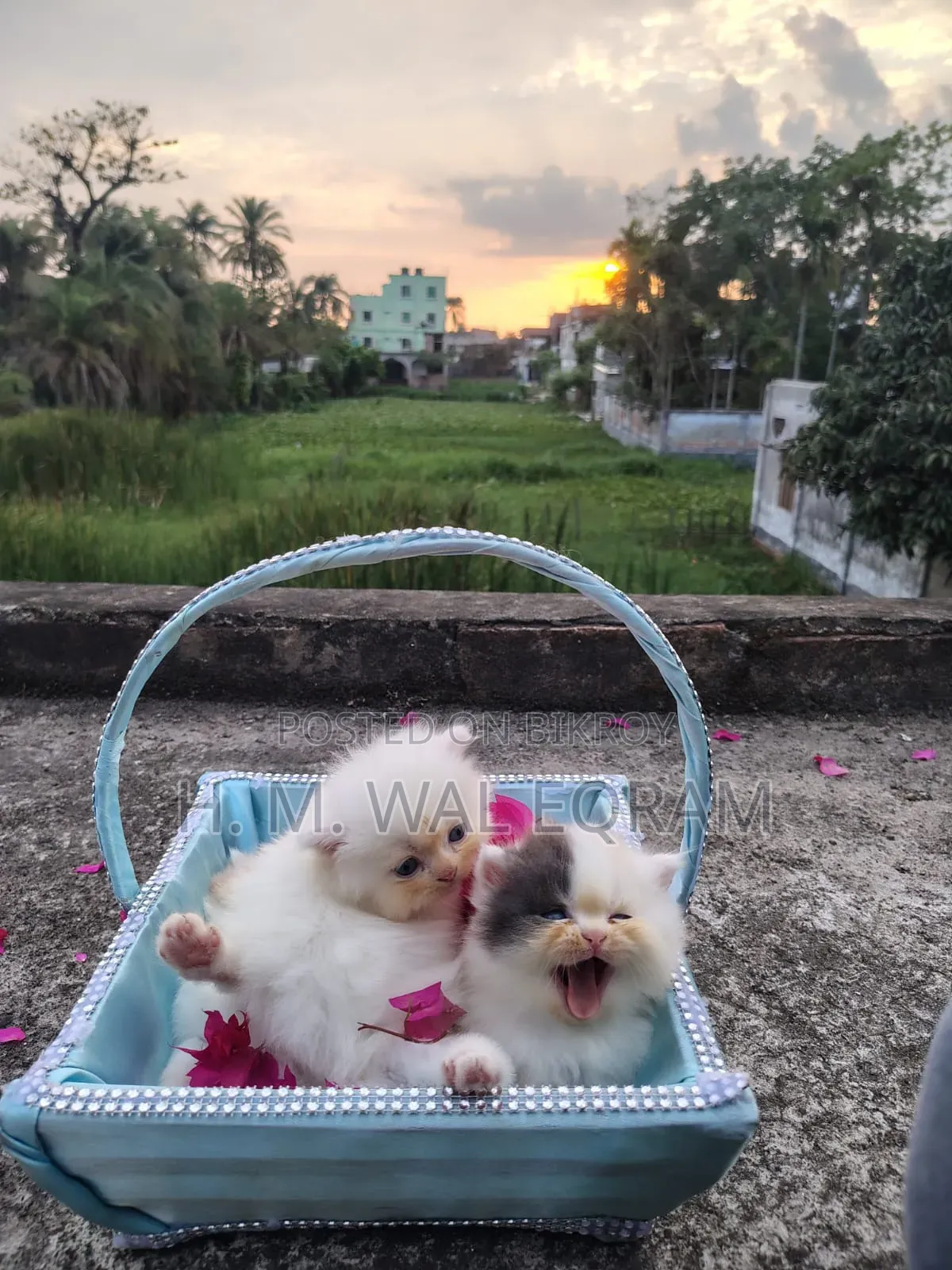 1-3 Months Male Purebred Persian