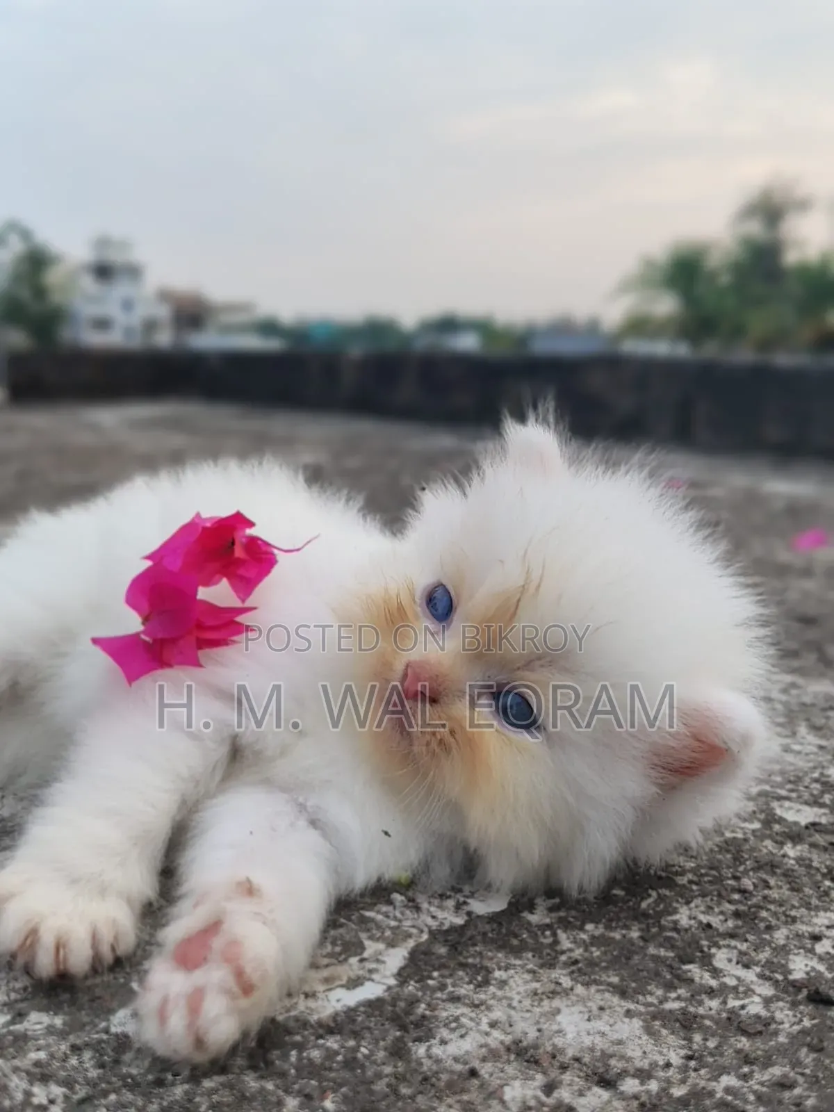 1-3 Months Male Purebred Persian