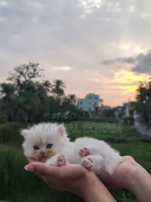 1-3 Months Male Purebred Persian