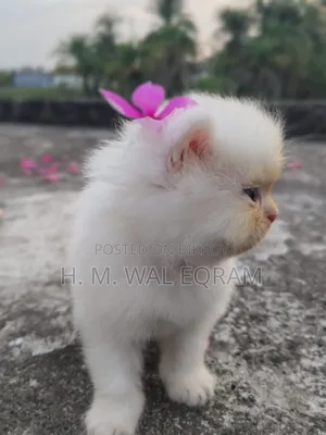 1-3 Months Male Purebred Persian