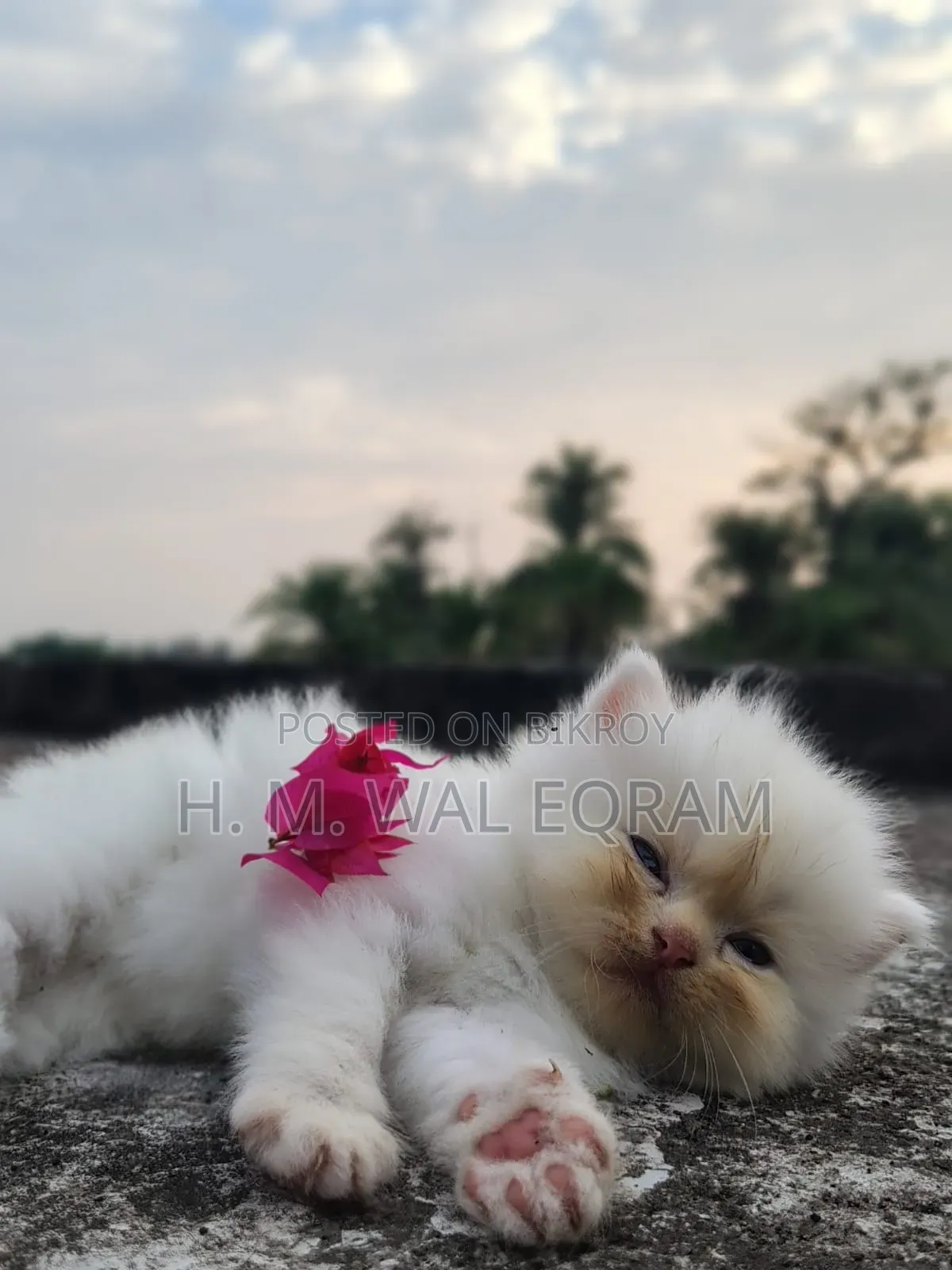 1-3 Months Male Purebred Persian