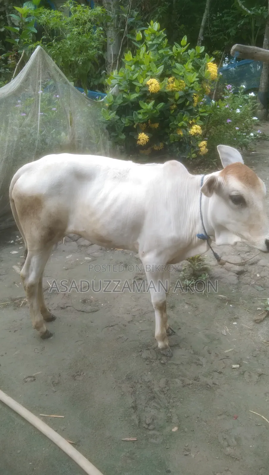 A Local Heifer Calf for Sale