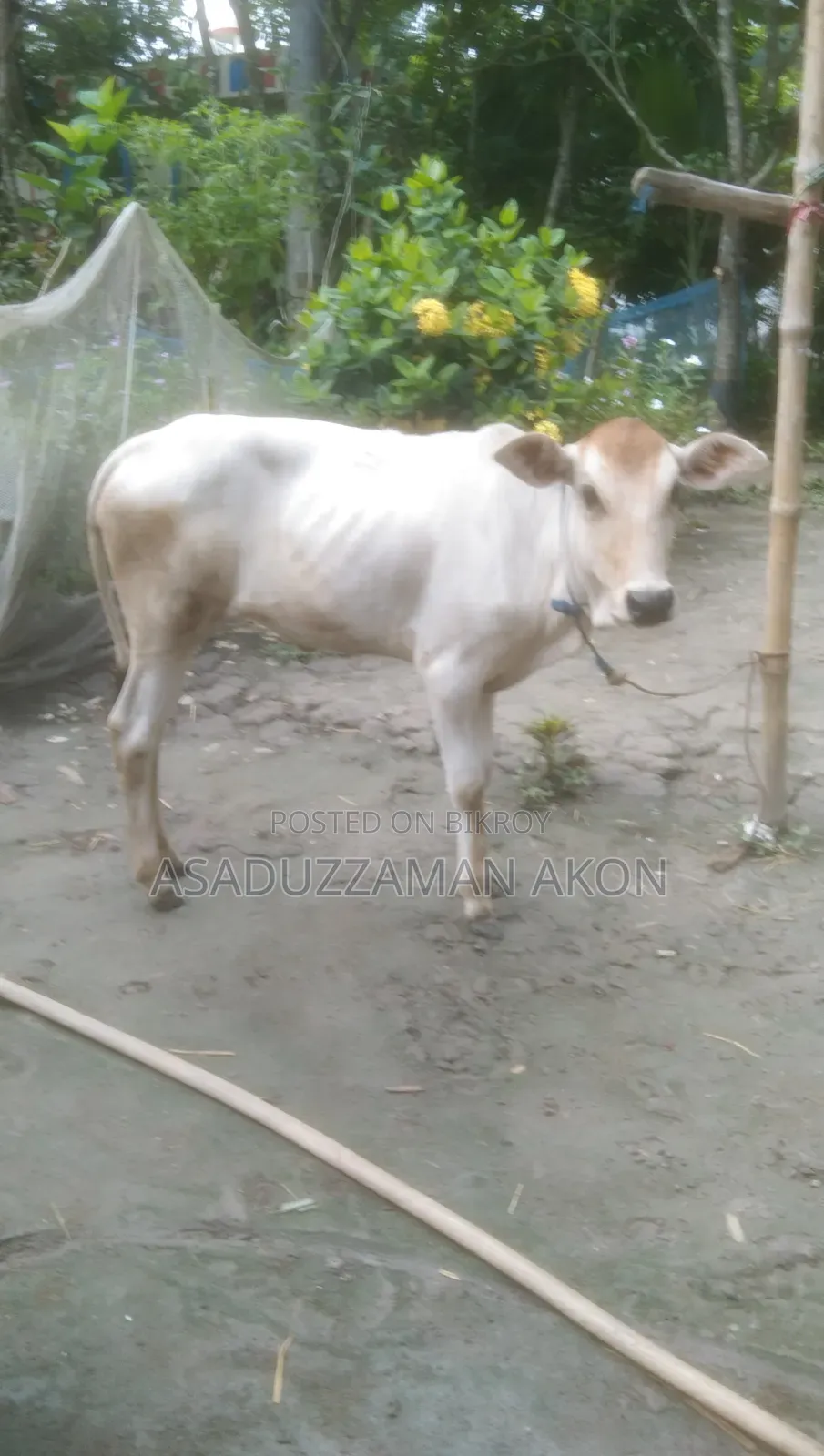A Local Heifer Calf for Sale