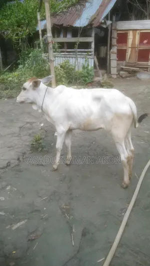 A Local Heifer Calf for Sale