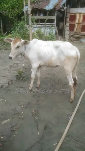 A Local Heifer Calf for Sale