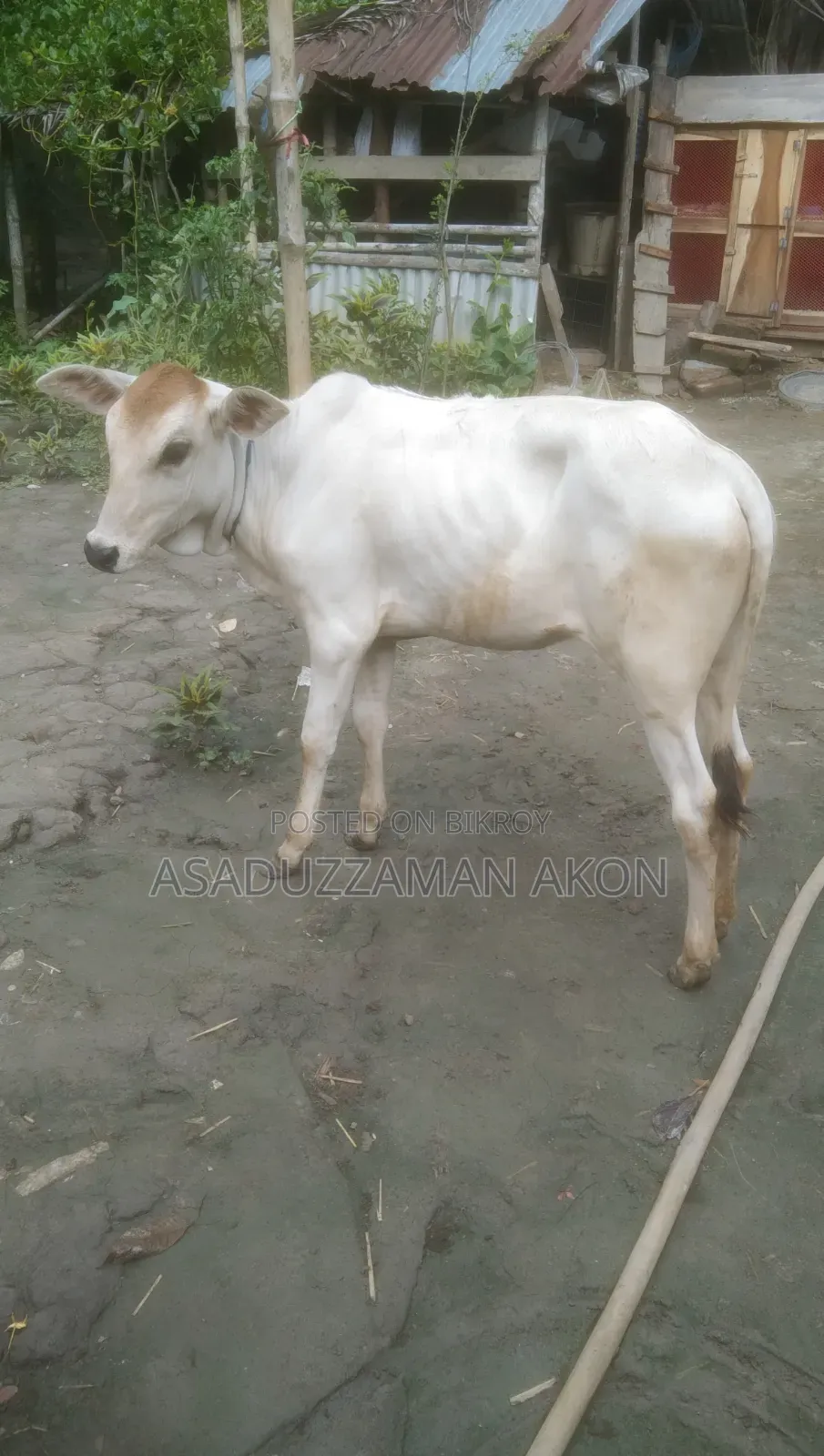 A Local Heifer Calf for Sale