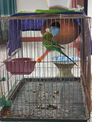 Budgerigar Breeding Pair