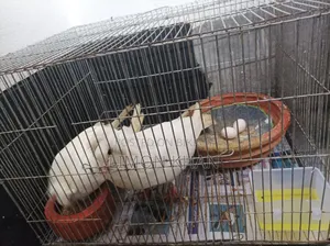 A pair of Bombay pigeons for sale