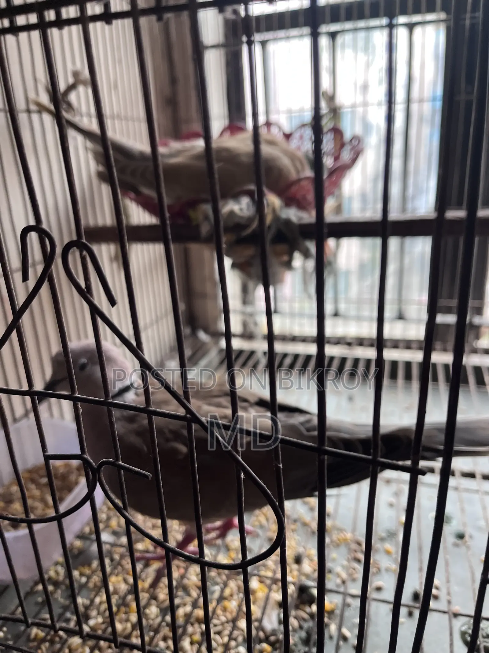 গুগু পাখি ২ জুড় +ডিম্ বাচ্চা আসে