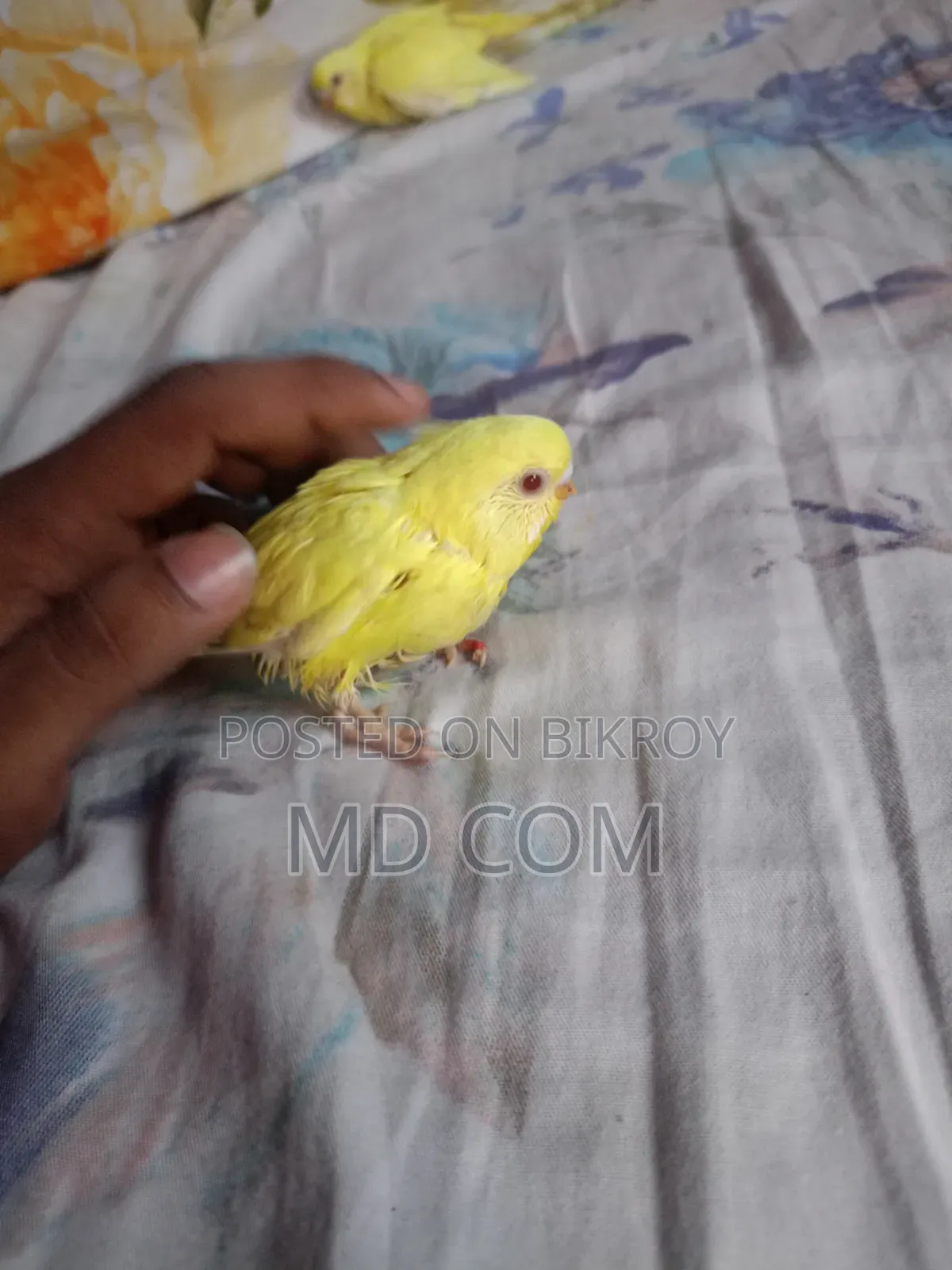 Lutino Red Eye Budgie Baby