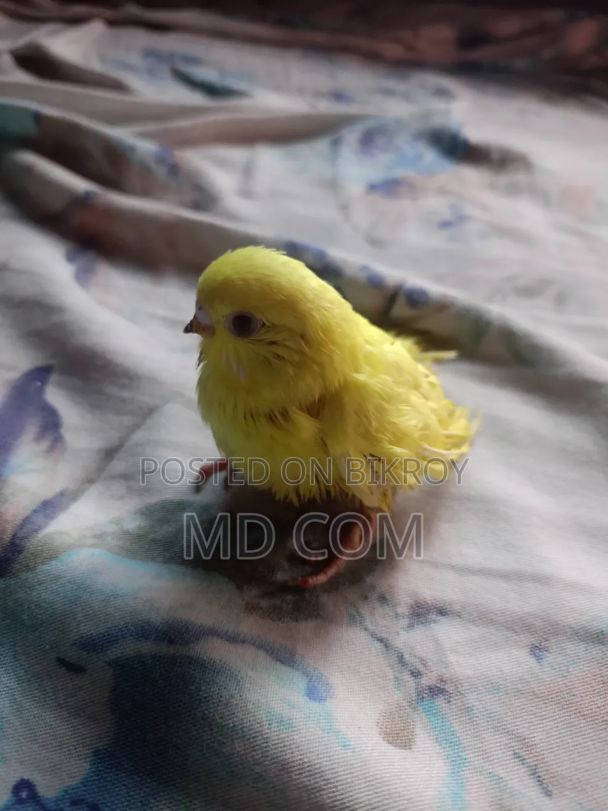 Lutino Red Eye Budgie Baby