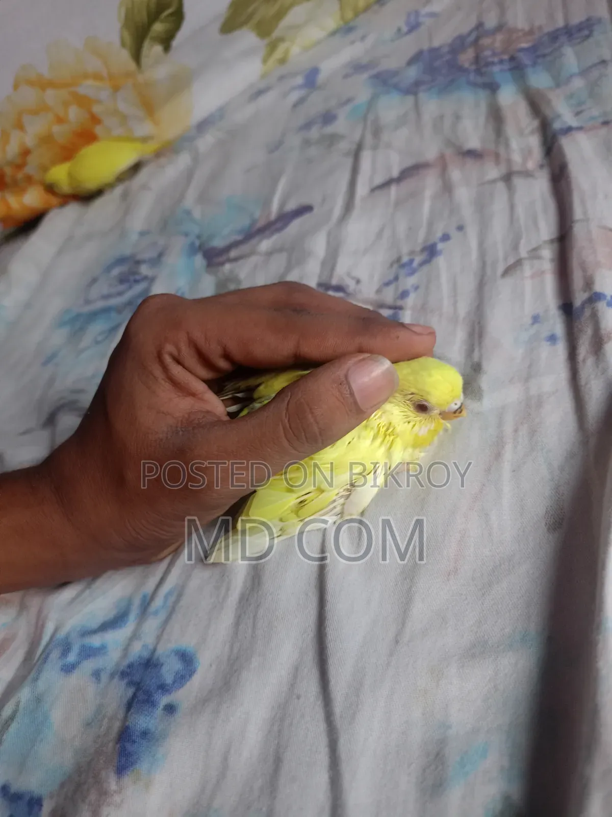Lutino Red Eye Budgie Baby