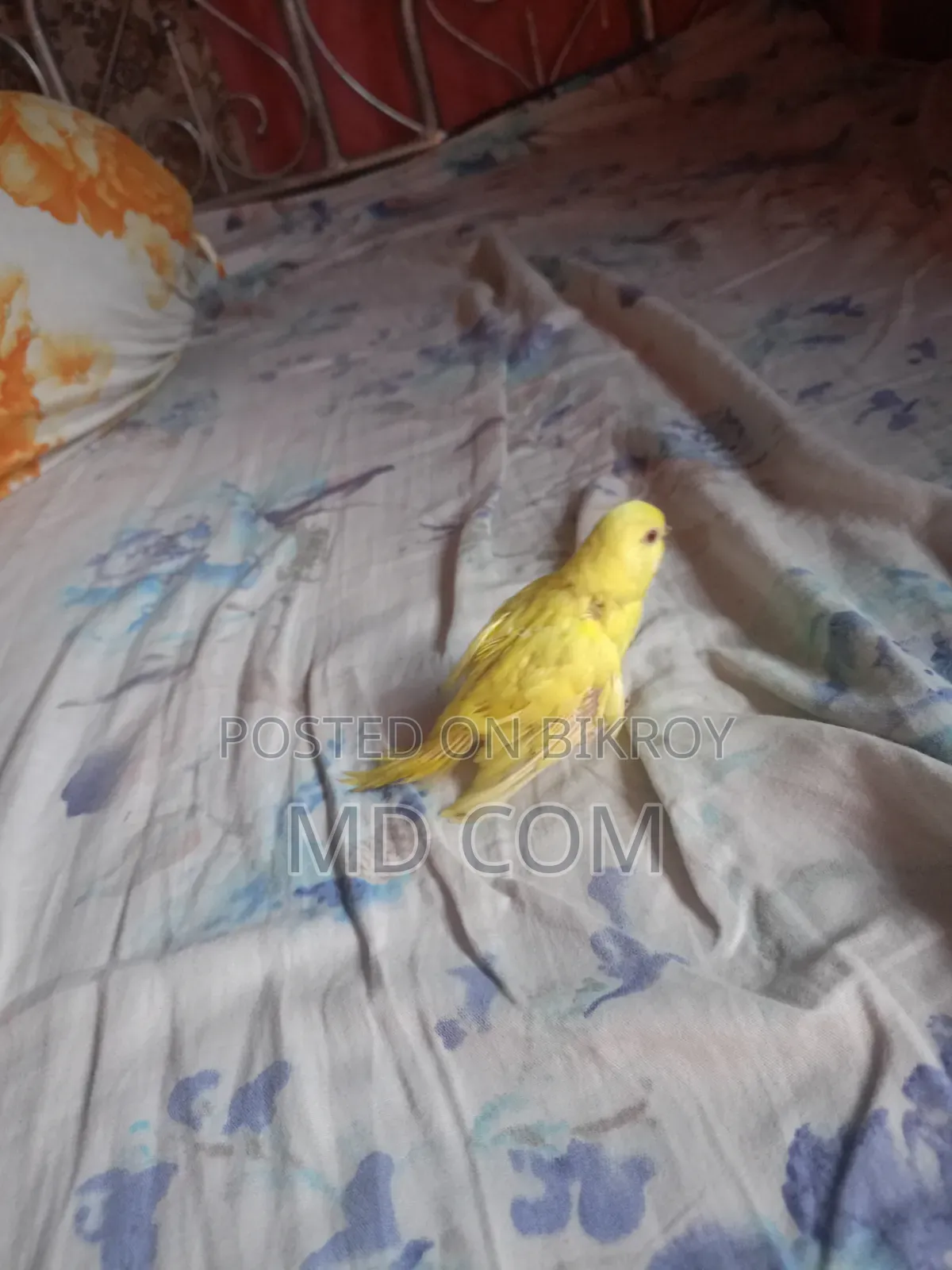 Lutino Red Eye Budgie Baby