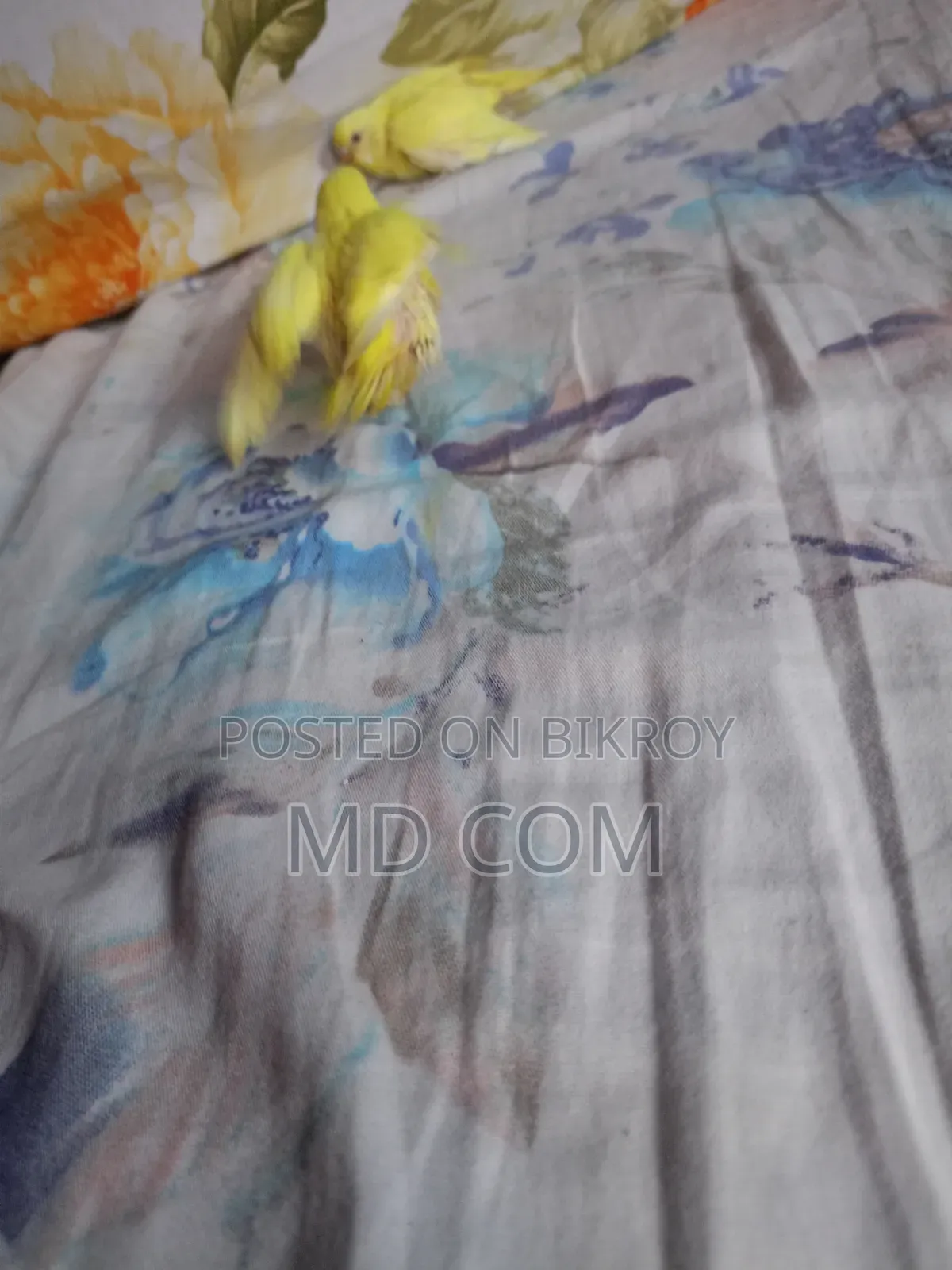 Lutino Red Eye Budgie Baby
